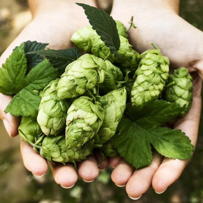 Hopline, dodavatel pro pivovary