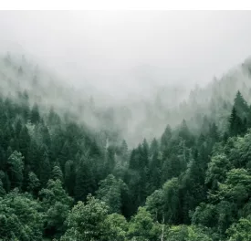 H-04810 „Portland“ Cascade SMaSH IPA