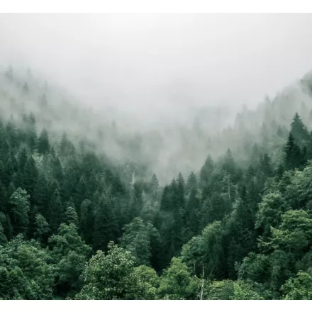 H-04810 „Portland“ Cascade SMaSH IPA