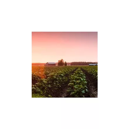 H-07910 Sprau West Coast Pilsner – 21 l